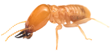 termite