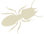 termite