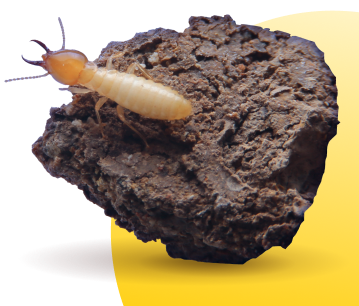 yellow circle and termite
