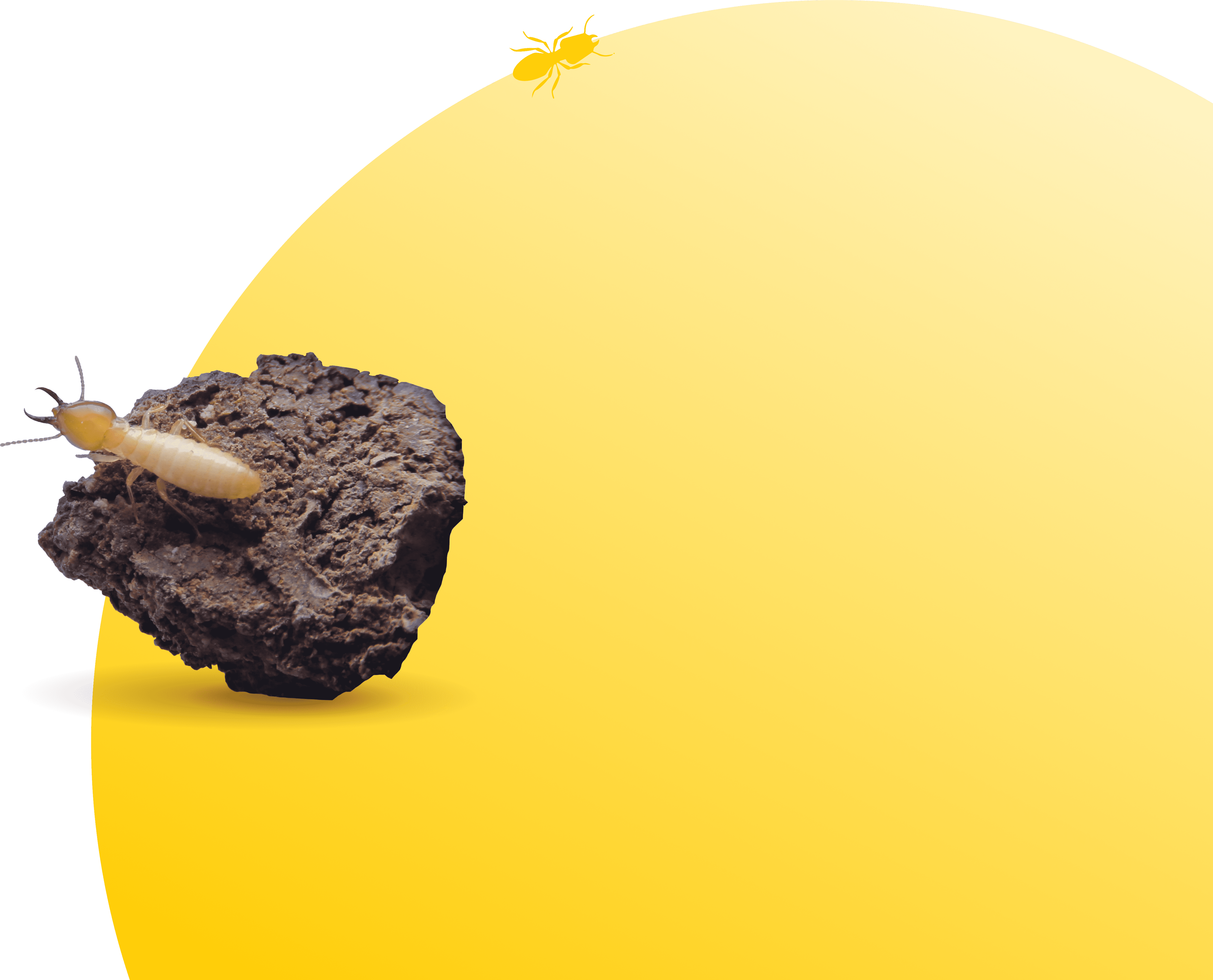 yellow circle and termite
