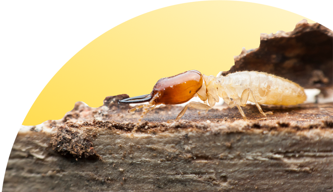 termite