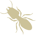 termite
