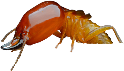 termite