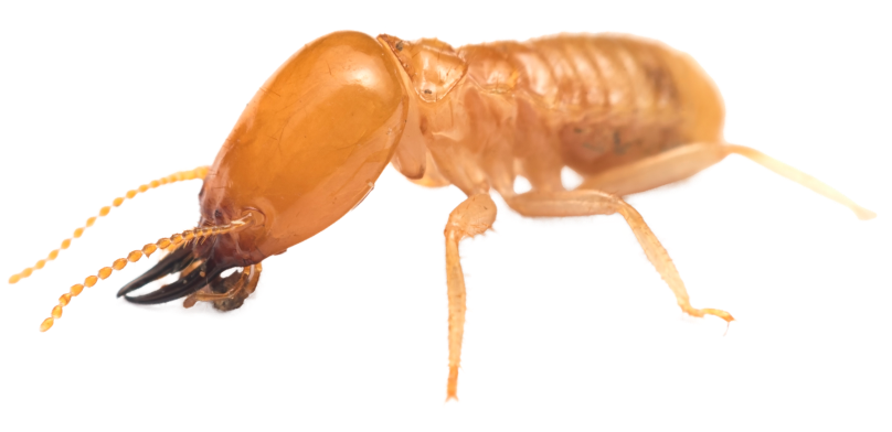 termite