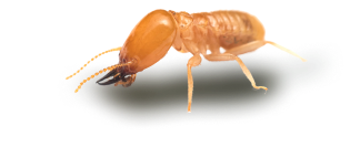 termite