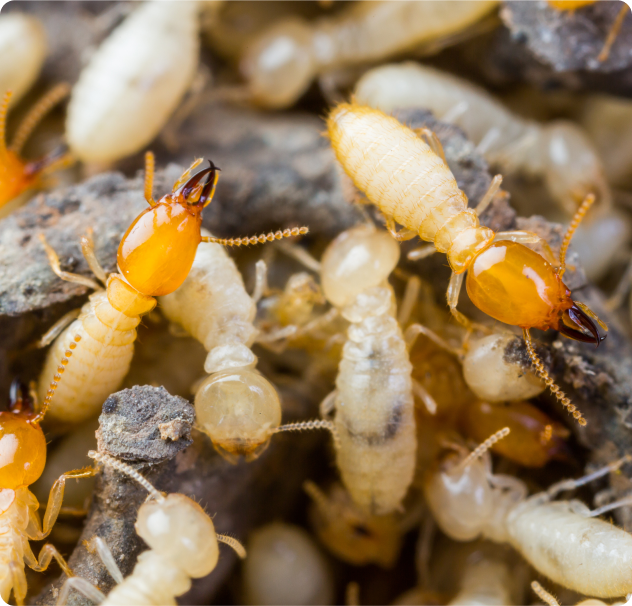 Knockdown Termite Control