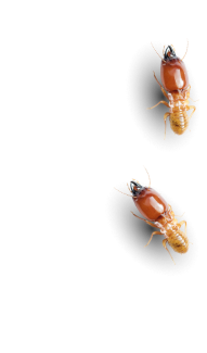termite