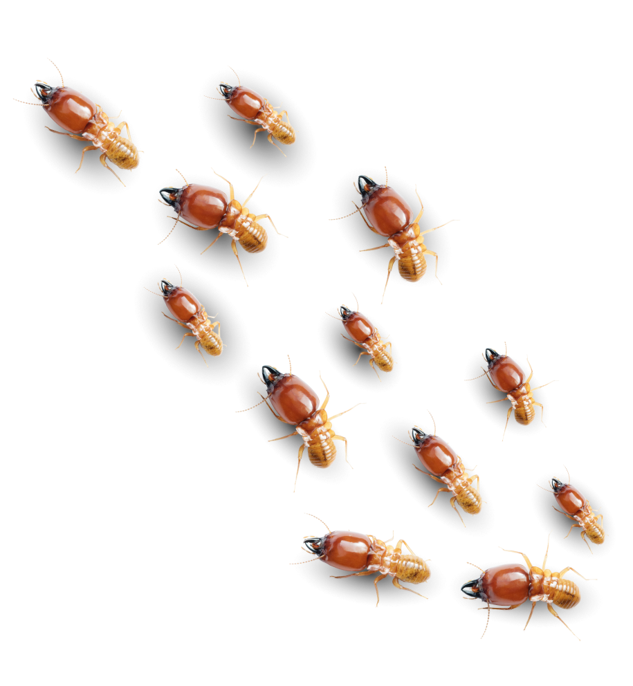 termite