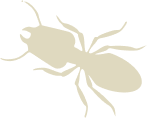 termite