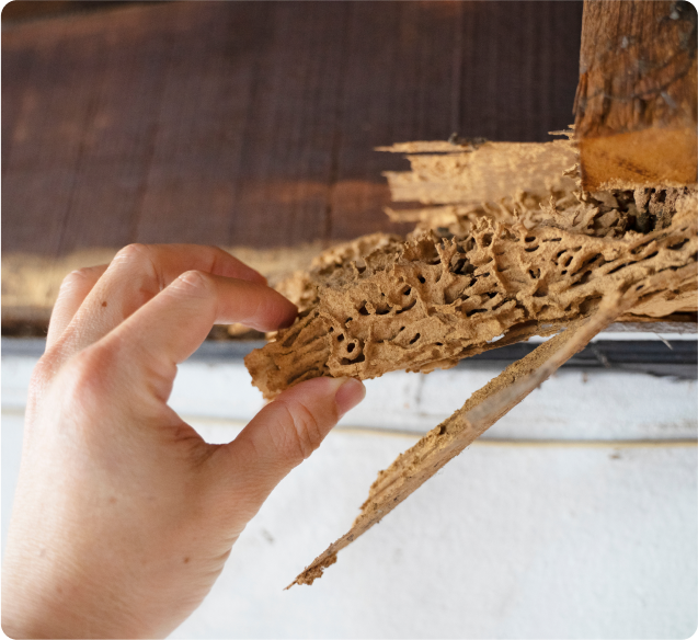 Knockdown Termite Control