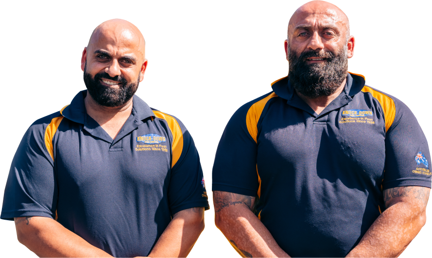 Knockdown Termite Control