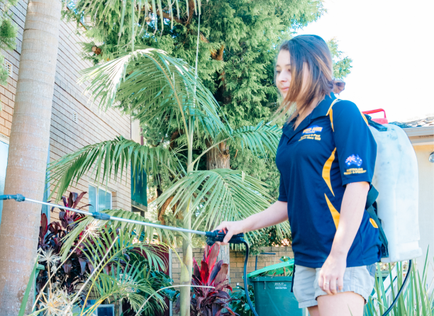 Knockdown Termite Control