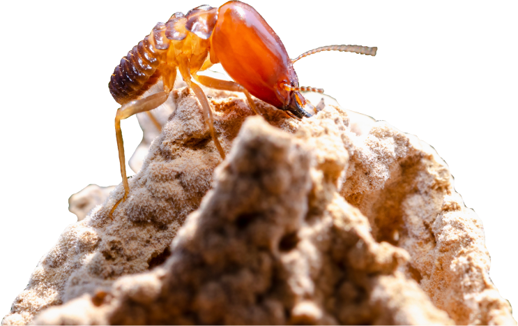 Knockdown Termite Control