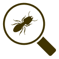 Knockdown Termite Control