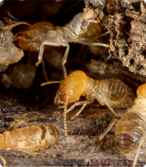 Knockdown Termite Control