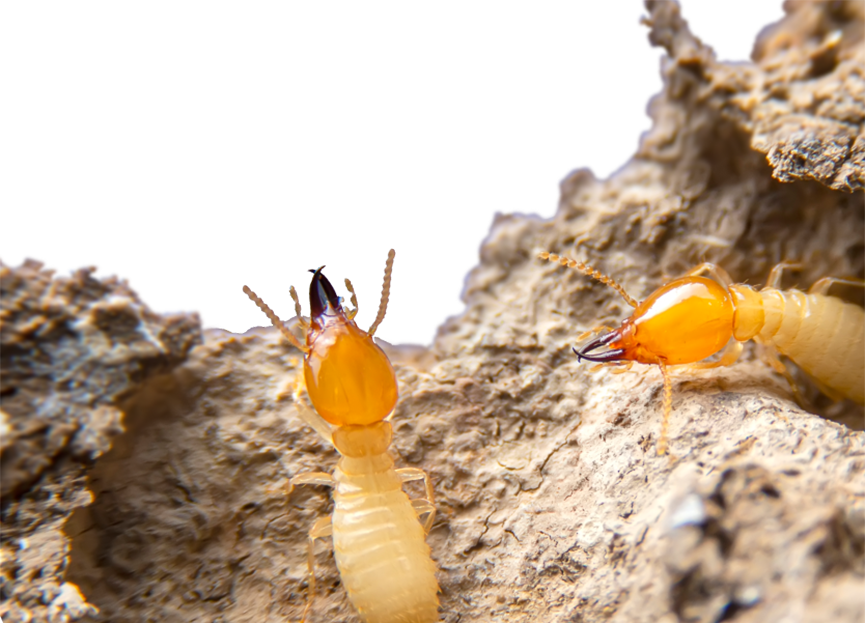 Knockdown Termite Control