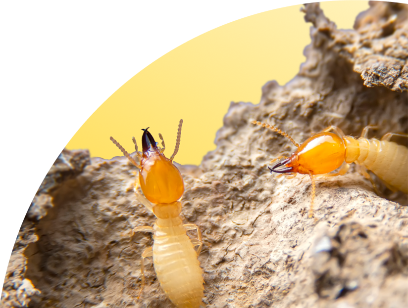 Knockdown Termite Control
