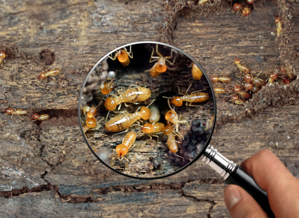 Knockdown Termite Control