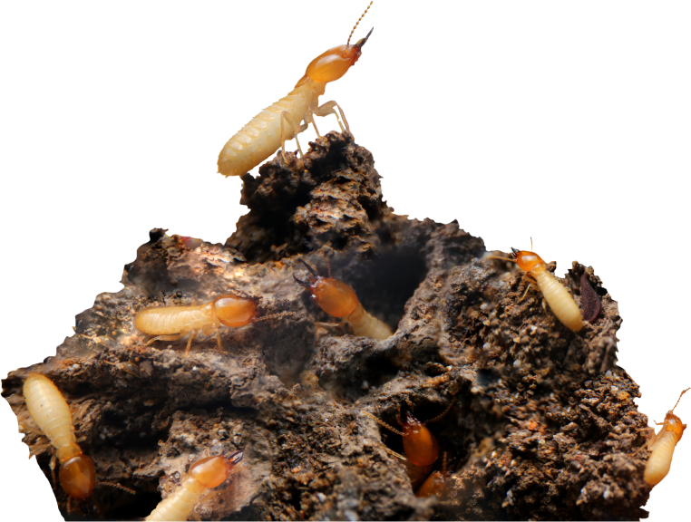 Knockdown Termite Control