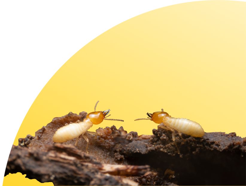 Knockdown Termite Control