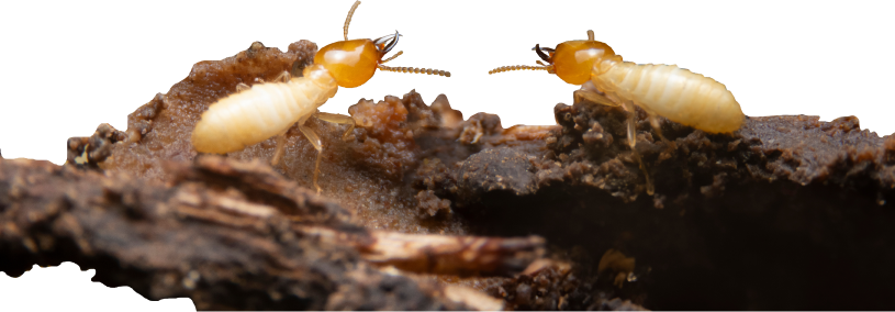 Knockdown Termite Control