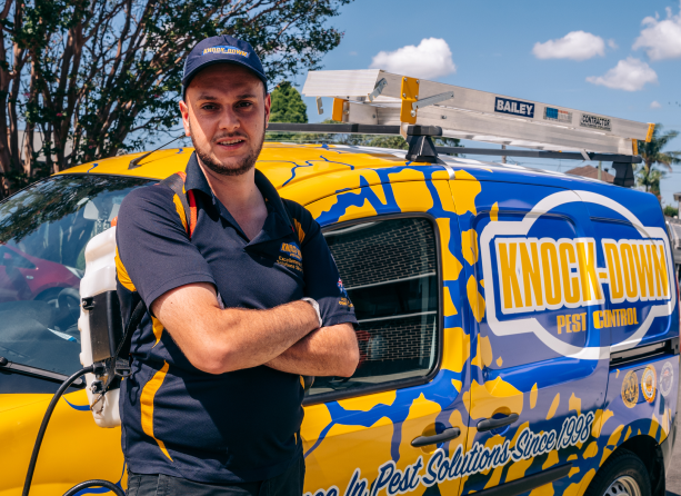 Knockdown Termite Control