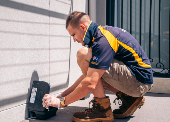 Knockdown Termite Control