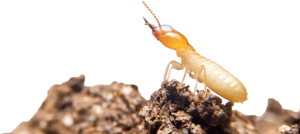Knockdown Termite Control