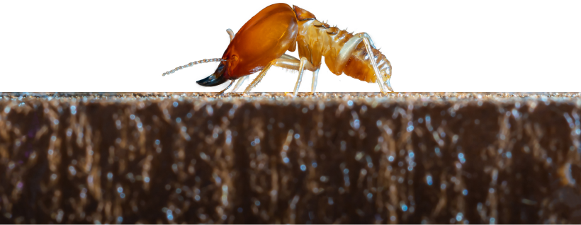 Knockdown Termite Control