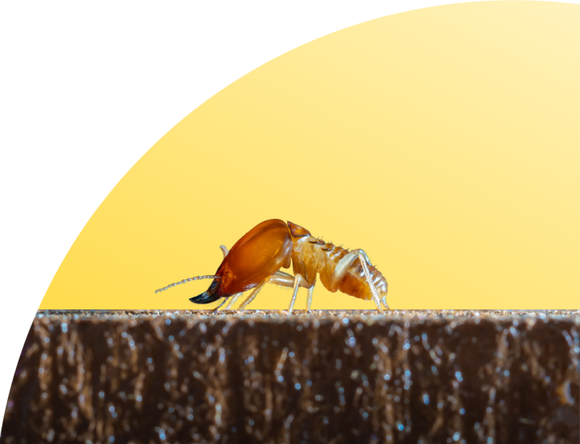 Knockdown Termite Control